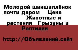 Молодой шиншиллёнок почти даром. › Цена ­ 5 000 -  Животные и растения » Грызуны и Рептилии   